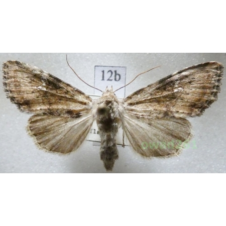Apamea scolopacina (Esper, 1788) Czech12b